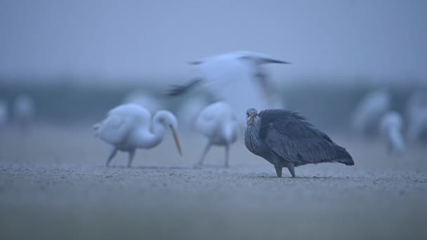 湿地上一群大雁中的灰鲱鱼 — 图库视频影像