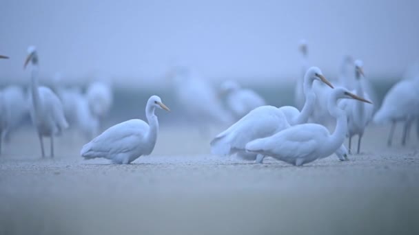 Egrettiparvi Usvaisena Aamuna — kuvapankkivideo