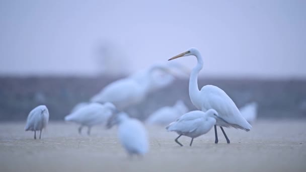 雾蒙蒙的早晨成群的白鹭 — 图库视频影像