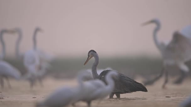 Grå Häger Flock Stora Egrets Våtmark — Stockvideo
