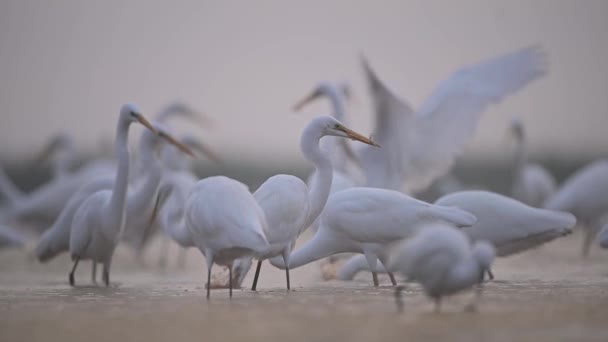 雾蒙蒙的早晨成群的白鹭 — 图库视频影像