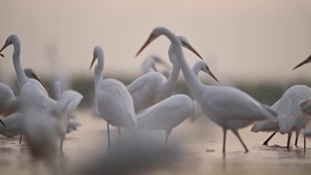 Flock Egrets Misty Morning — Stock Video