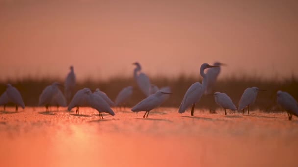 Flock Egrets Misty Morning Sunrise — Stock Video
