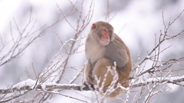 Mono Macaco Rhesus Macaca Mulatta Sobre Árbol Nevada — Vídeos de Stock