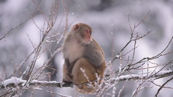 雪地里 恒河猴 Macaca Mulatta 栖息在一棵树上 — 图库视频影像