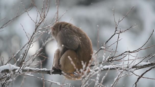 Macaco Rhesus Macaco Macaca Mulatta Uma Árvore Queda Neve — Vídeo de Stock