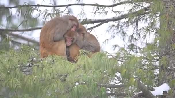 Κατεψυγμένη Οικογένεια Πιθήκων Rhesus Macaque Macaca Mulatta Ένα Δέντρο Χιονόπτωση — Αρχείο Βίντεο