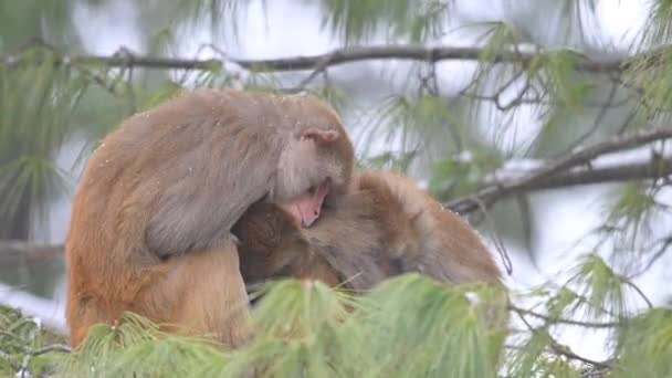 Familia Congelada Monos Macacos Rhesus Macaca Mulatta Sobre Árbol Nevada — Vídeos de Stock