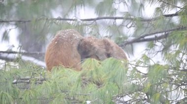 Rhesus Makakka maymunlarının donmuş ailesi (Macaca mulatta) bir ağaçta kar yağışı altında.