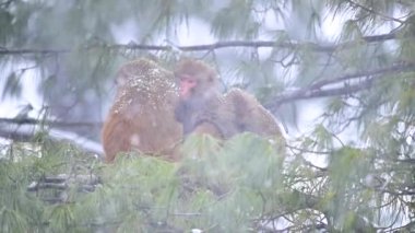 Rhesus Makakka maymunlarının donmuş ailesi (Macaca mulatta) bir ağaçta kar yağışı altında.