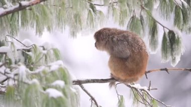 Rhesus makaque maymunu (Macaca mulatta) kar yağışı altında bir ağaçta