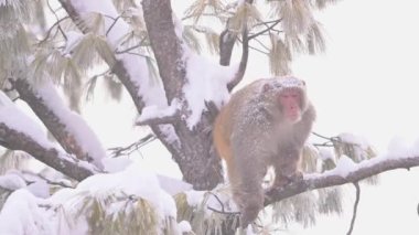 Rhesus makaque maymunu (Macaca mulatta) kar yağışı altında bir ağaçta