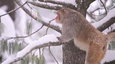 Rhesus makaque maymunu (Macaca mulatta) kar yağışı altında bir ağaçta