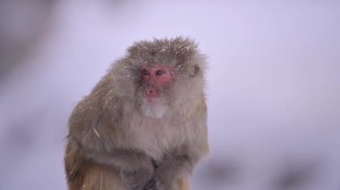 Rhesus makaque maymunu (Macaca mulatta) kar yağışı altında
