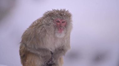 Rhesus makaque maymunu (Macaca mulatta) kar yağışı altında