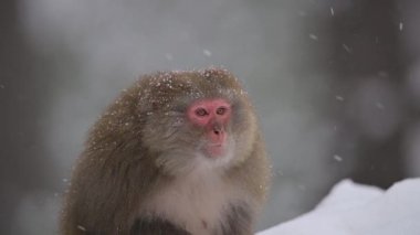 Rhesus makaque maymunu (Macaca mulatta) kar yağışı altında