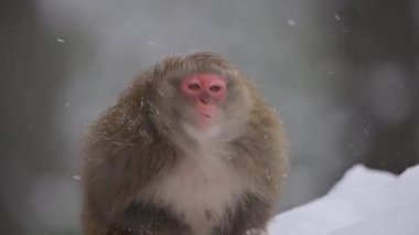 Rhesus makaque maymunu (Macaca mulatta) kar yağışı altında