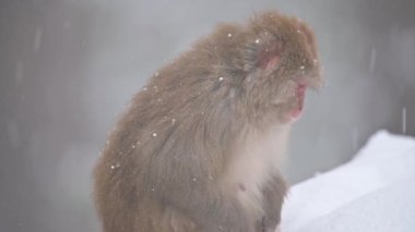 Rhesus makaque maymunu (Macaca mulatta) kar yağışı altında
