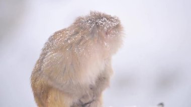 Rhesus makaque maymunu (Macaca mulatta) kar yağışı altında