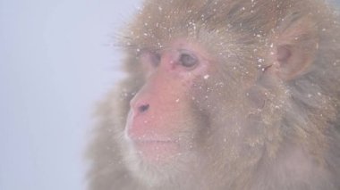 Rhesus makaque maymunu (Macaca mulatta) kar yağışı altında