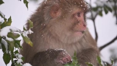 Rhesus makaque maymunu (Macaca mulatta) kar yağışında yeşil yapraklar yiyor 