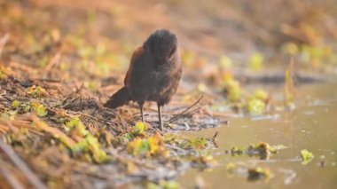 Küçük siyah kuş bataklığın yakınında kal.