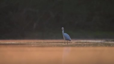 Büyük Akbalıkçıl sabah avlanıyor.