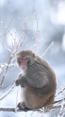 Rhesus makaque maymunu (Macaca mulatta) kar yağışı altında bir ağaçta