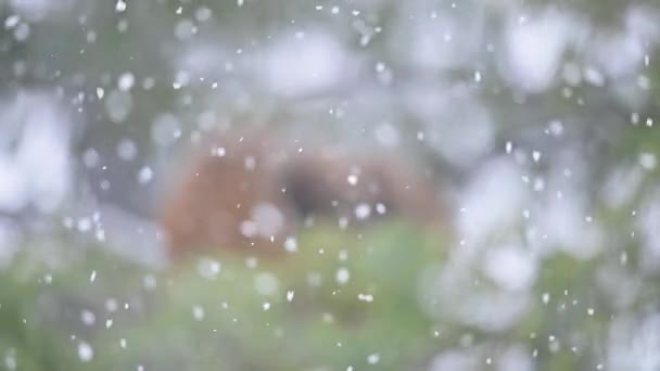 Заморожена Родина Мавп Rhesus Macaca Mulatta Дереві Снігопаді — стокове відео