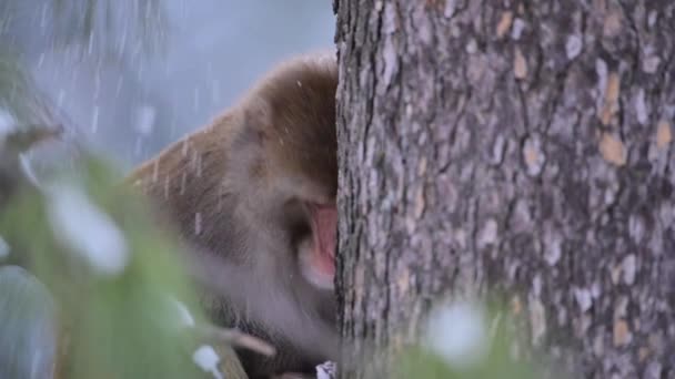 雪地里 恒河猴 Macaca Mulatta 栖息在一棵树上 — 图库视频影像