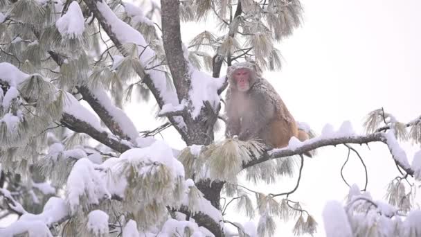 Rhesus Macaque Aap Macaca Mulatta Een Boom Sneeuw — Stockvideo