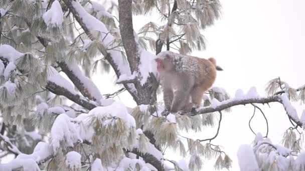 Rhesus Macaque Aap Macaca Mulatta Een Boom Sneeuw — Stockvideo