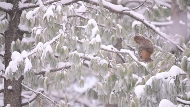 Мавпа Резо Макака Мулатта Дереві Снігопаді — стокове відео