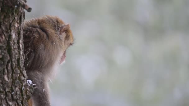 Rhesus Macaque Aap Macaca Mulatta Sneeuw — Stockvideo