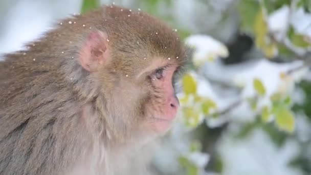 雪地里的恒河猴 Macaca Mulatta — 图库视频影像