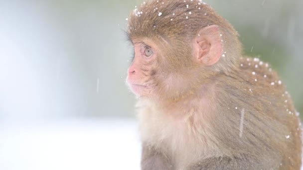 Macaco Rhesus Macaco Macaca Mulatta Queda Neve — Vídeo de Stock