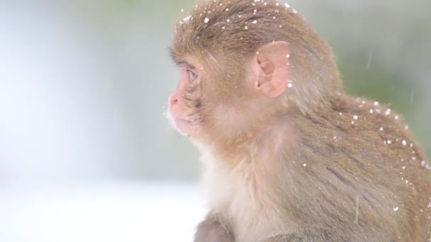 Rhesus Makaque Maymunu Macaca Mulatta Kar Yağışı Altında — Stok video
