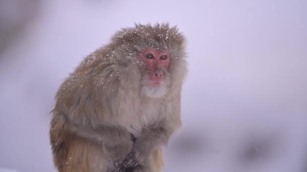 Singe Macaque Rhésus Macaca Mulatta Chute Neige — Video