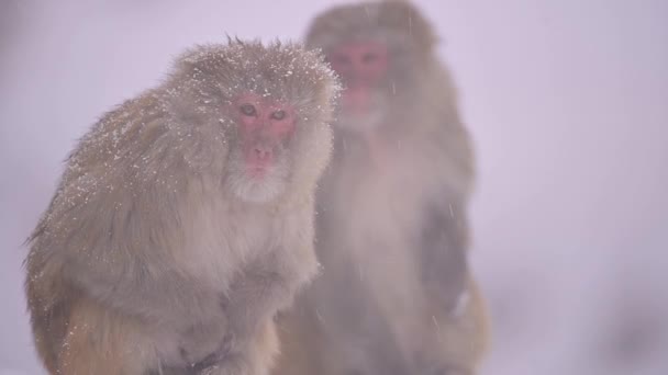 Reuzenapen Macaca Mulatta Sneeuw — Stockvideo