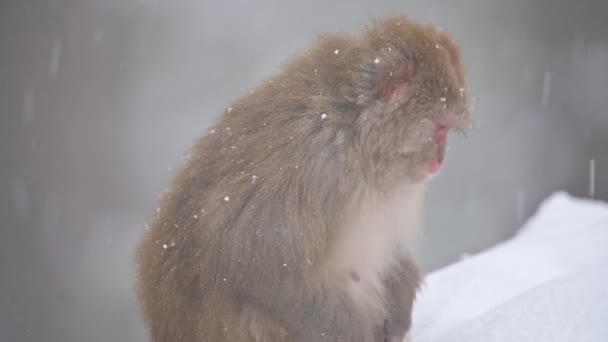 Rhesus Macaque Monkey Macaca Mulatta Snowfall — Stock Video