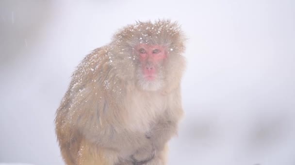 Rhesus Macaque Aap Macaca Mulatta Sneeuw — Stockvideo