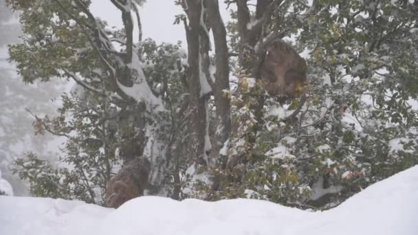 Reuzenapen Macaca Mulatta Een Boom Sneeuw — Stockvideo