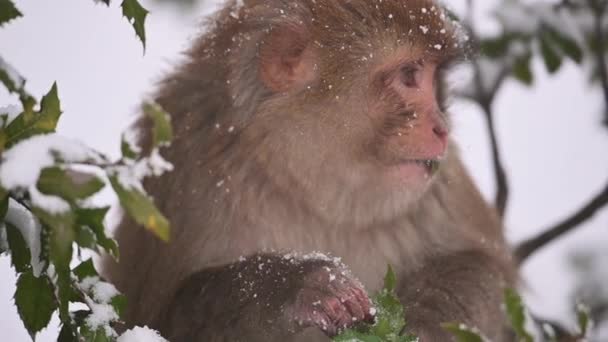 Rhesus Macque Monkey Macaca Mulatta Їсть Зелене Листя Снігу Осінь — стокове відео