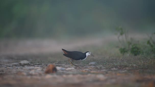 Gallina Pecho Blanco Amaurornis Phoenicurus Humedal — Vídeos de Stock