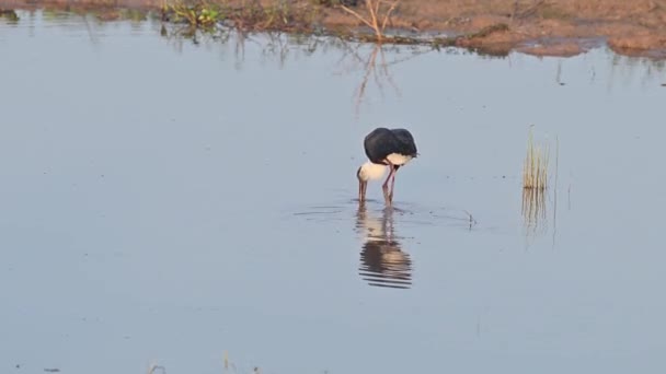 Burung Bangau Berbulu Sedang Makan Kolam — Stok Video