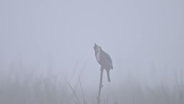 Kingfisher Dalla Gola Bianca Seduto Trespolo Nella Nebbia — Video Stock