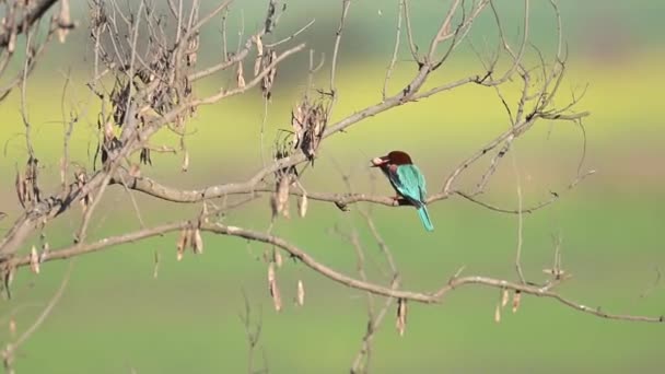 Kingfisher Garganta Branca Com Peixes — Vídeo de Stock