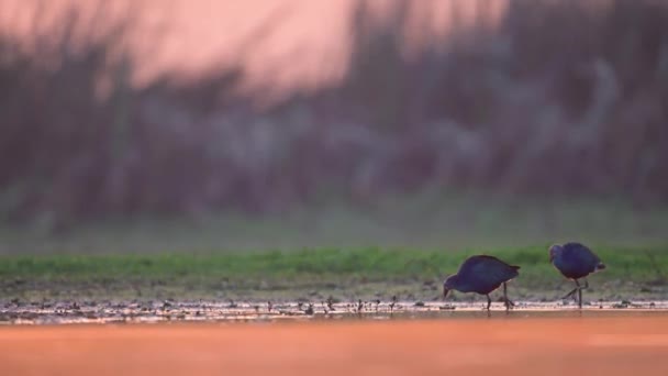 湿地的灰头海燕 — 图库视频影像