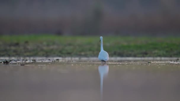 Great Egret Hunting Morning — Stock Video