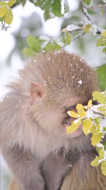 Singe Macaque Rhésus Macaca Mulatta Mangeant Des Feuilles Vertes Chute — Video